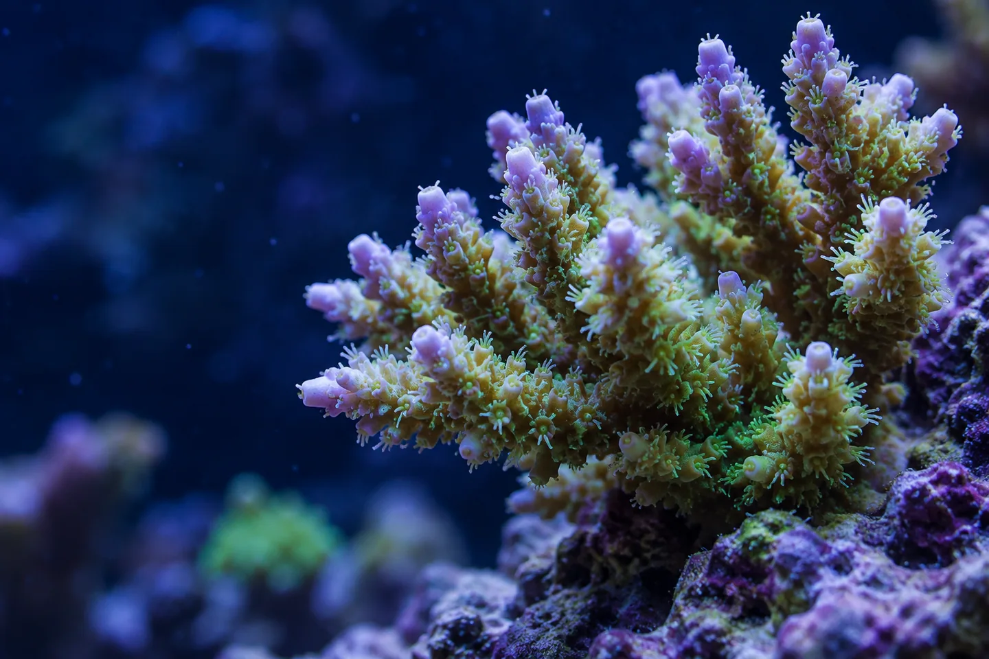 AI-generated concept: close-up of lavender-tipped branching coral with extended polyps.