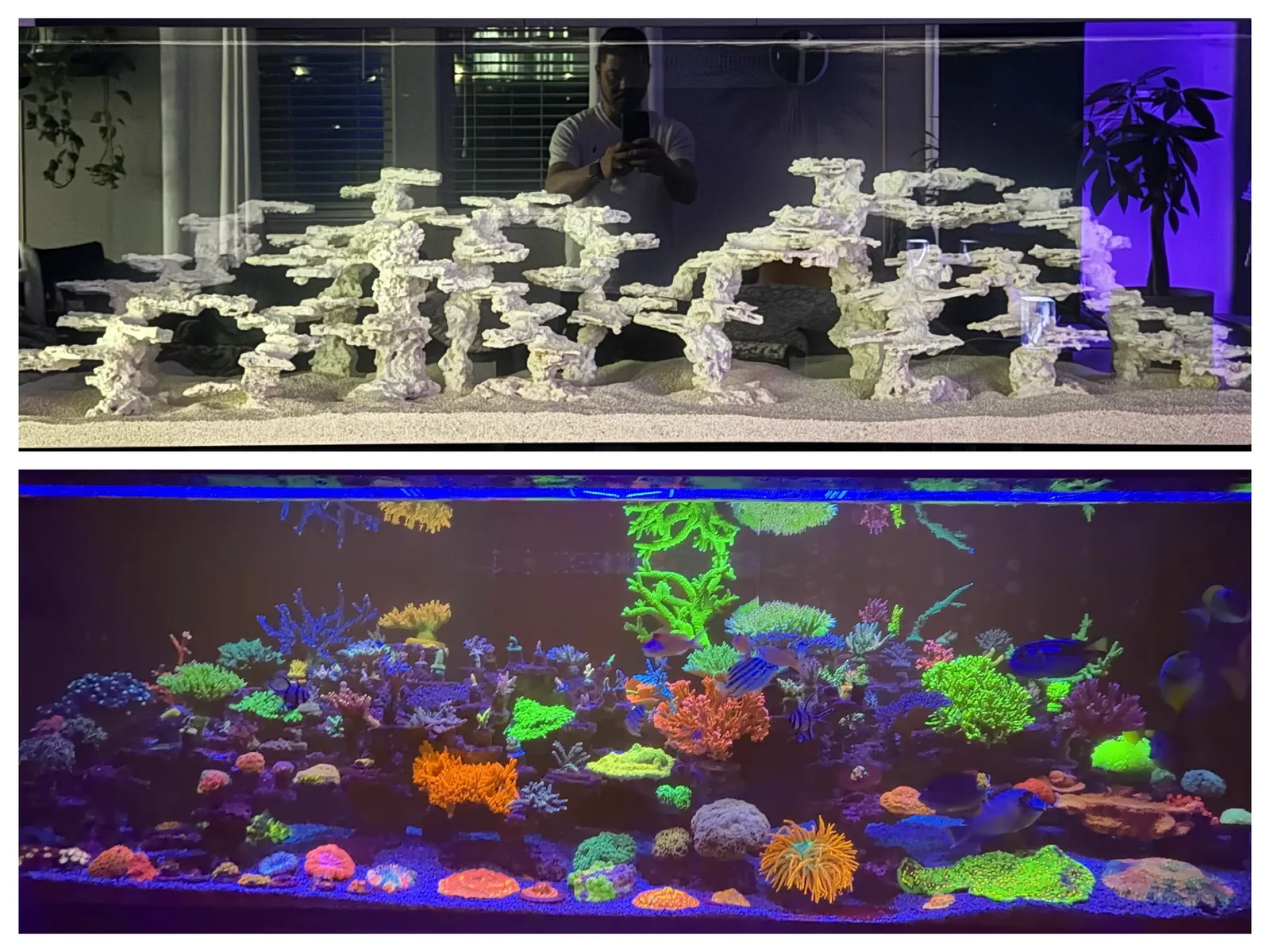 Supplied comparison image showing bare aquarium rockwork above a coral-filled reef.