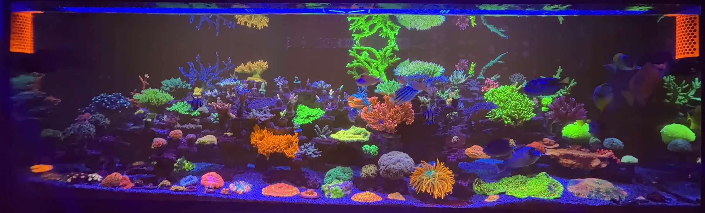 Lawrence’s reef aquarium, filled with colorful corals and fish under blue lighting.