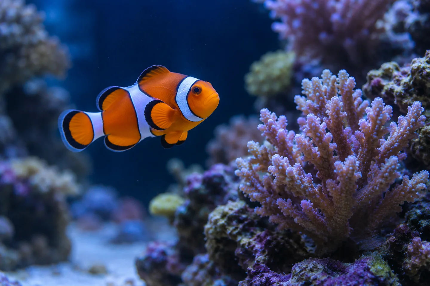 AI-generated concept: orange-and-white clownfish beside pale branching coral.